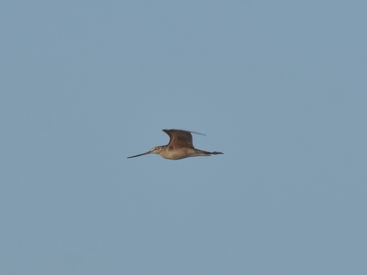 Marbled Godwit - ML168151071