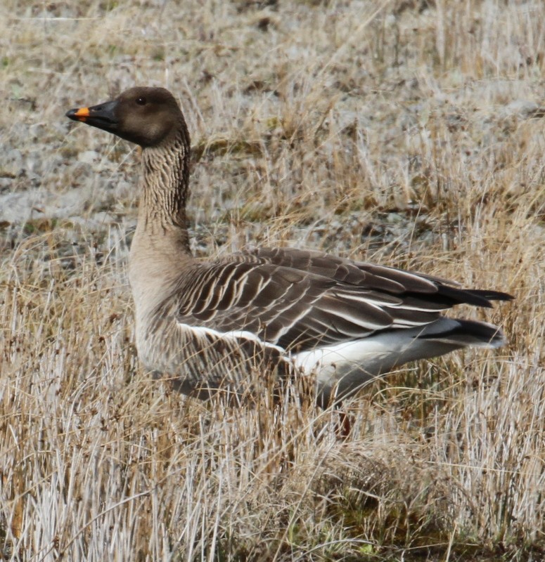 Tundra Bean-Goose - ML168151391