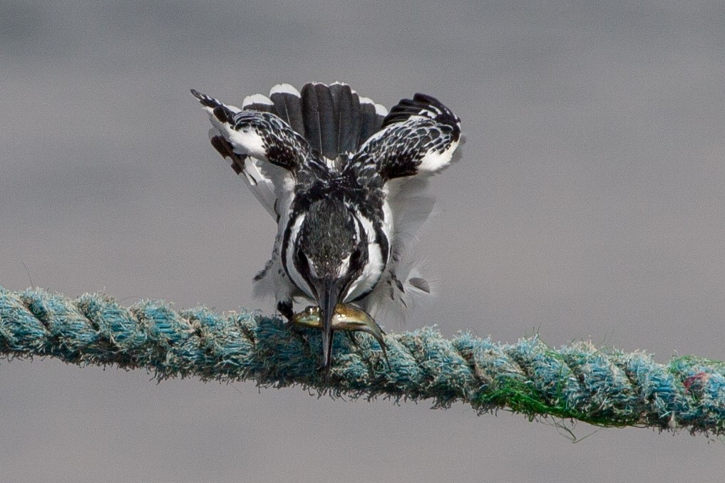 Pied Kingfisher - ML168151551