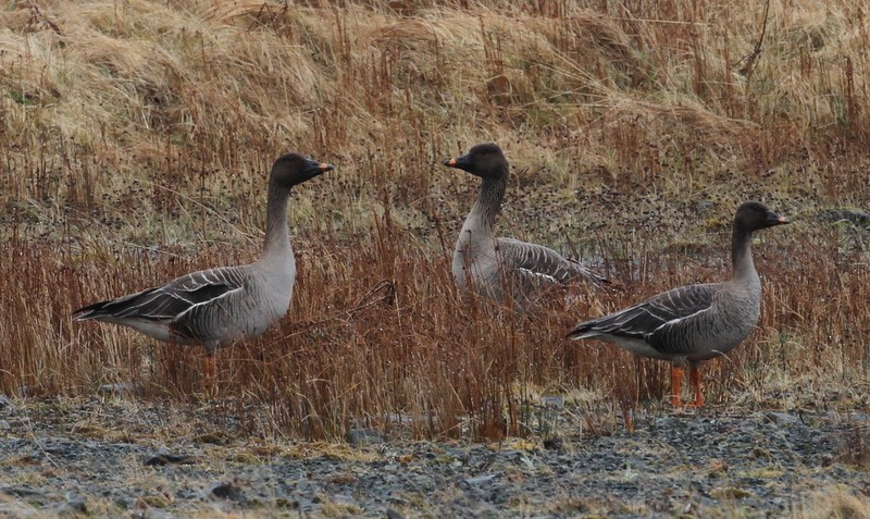 Tundra Bean-Goose - ML168151831