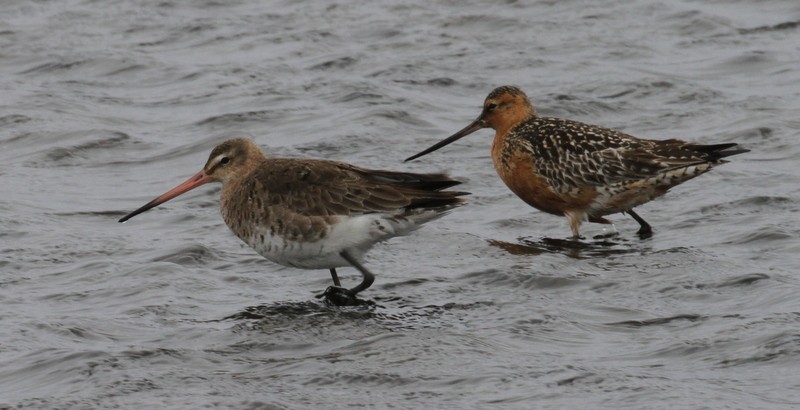 Black-tailed Godwit - ML168151861