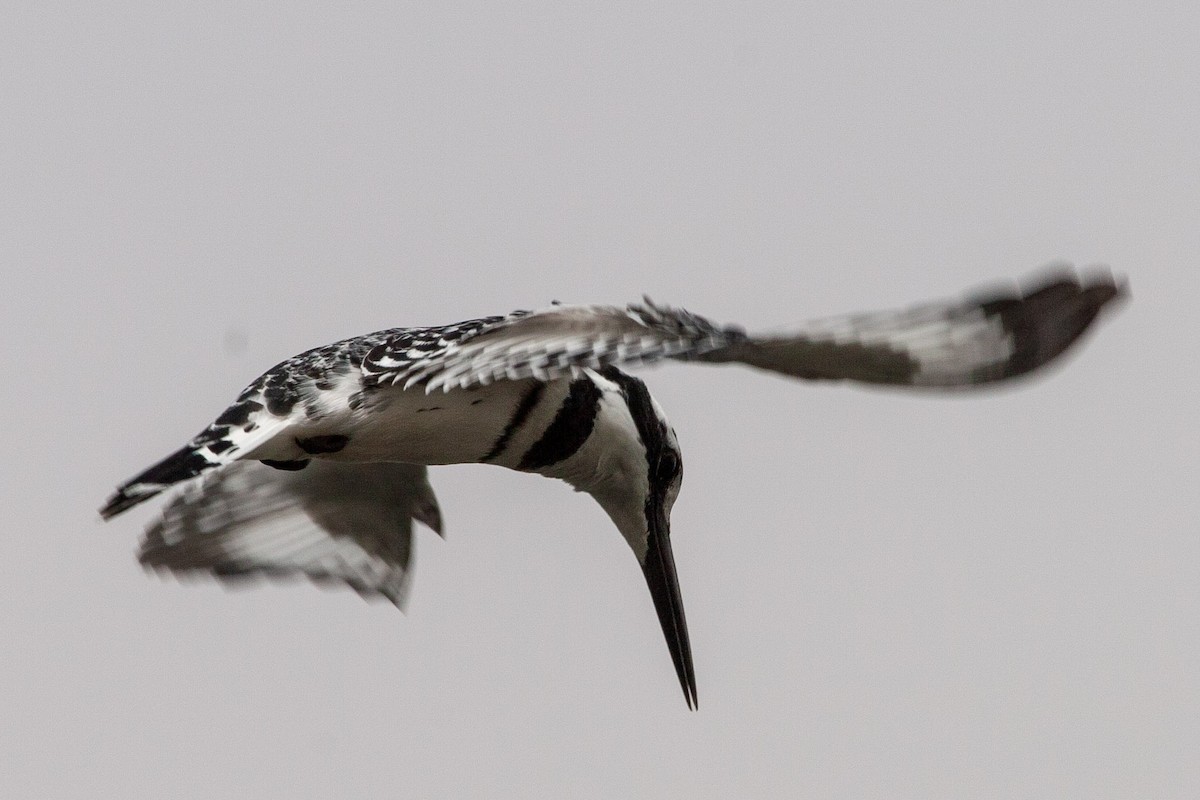 Pied Kingfisher - ML168152101