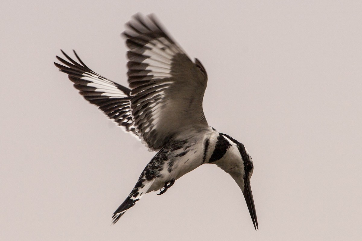 Pied Kingfisher - ML168152111