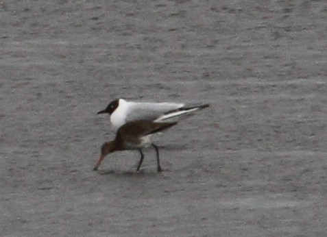 Black-tailed Godwit - ML168152271