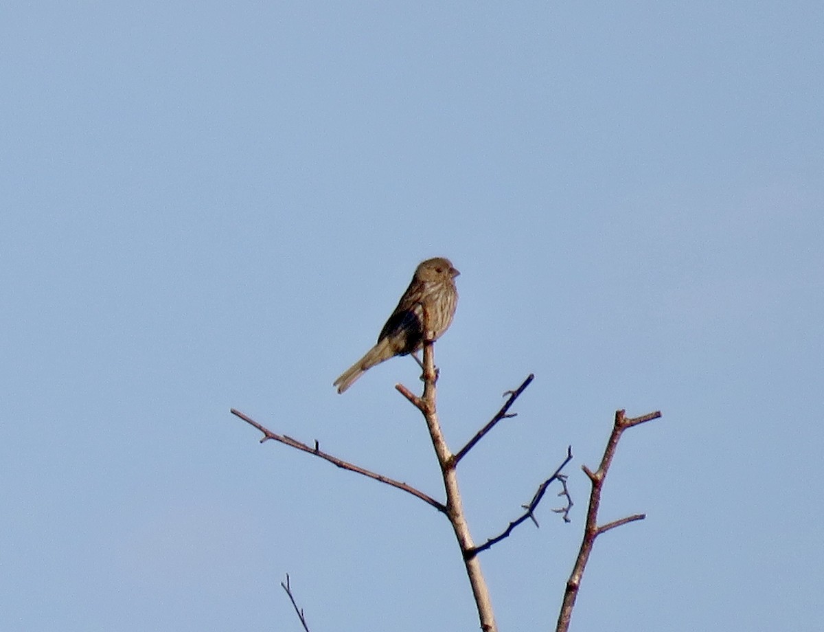 House Finch - ML168152501