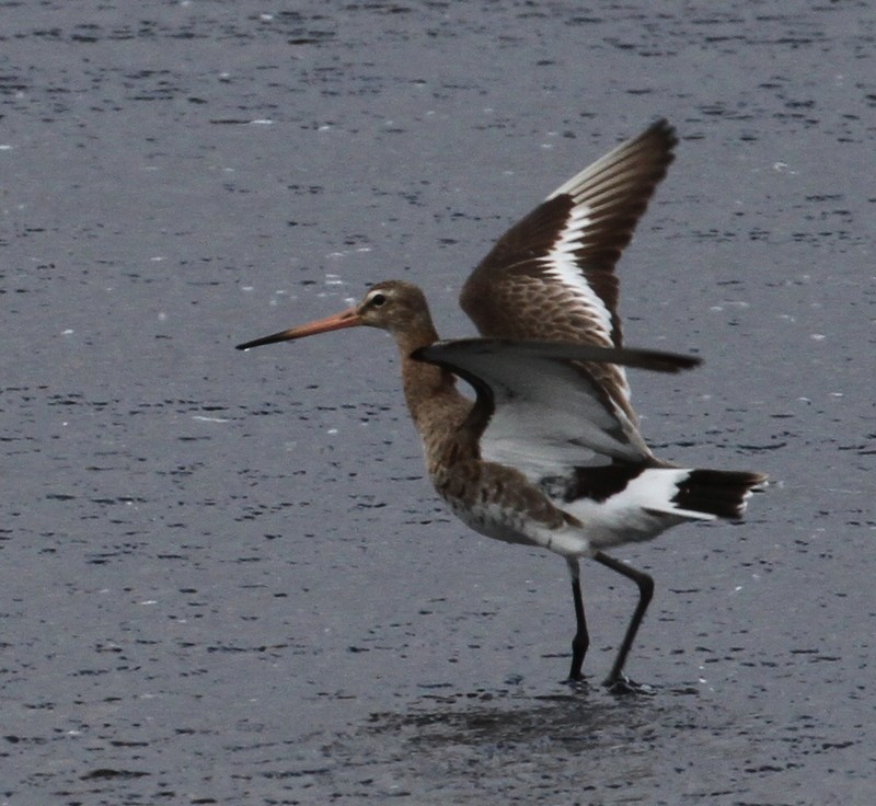 Black-tailed Godwit - ML168152701