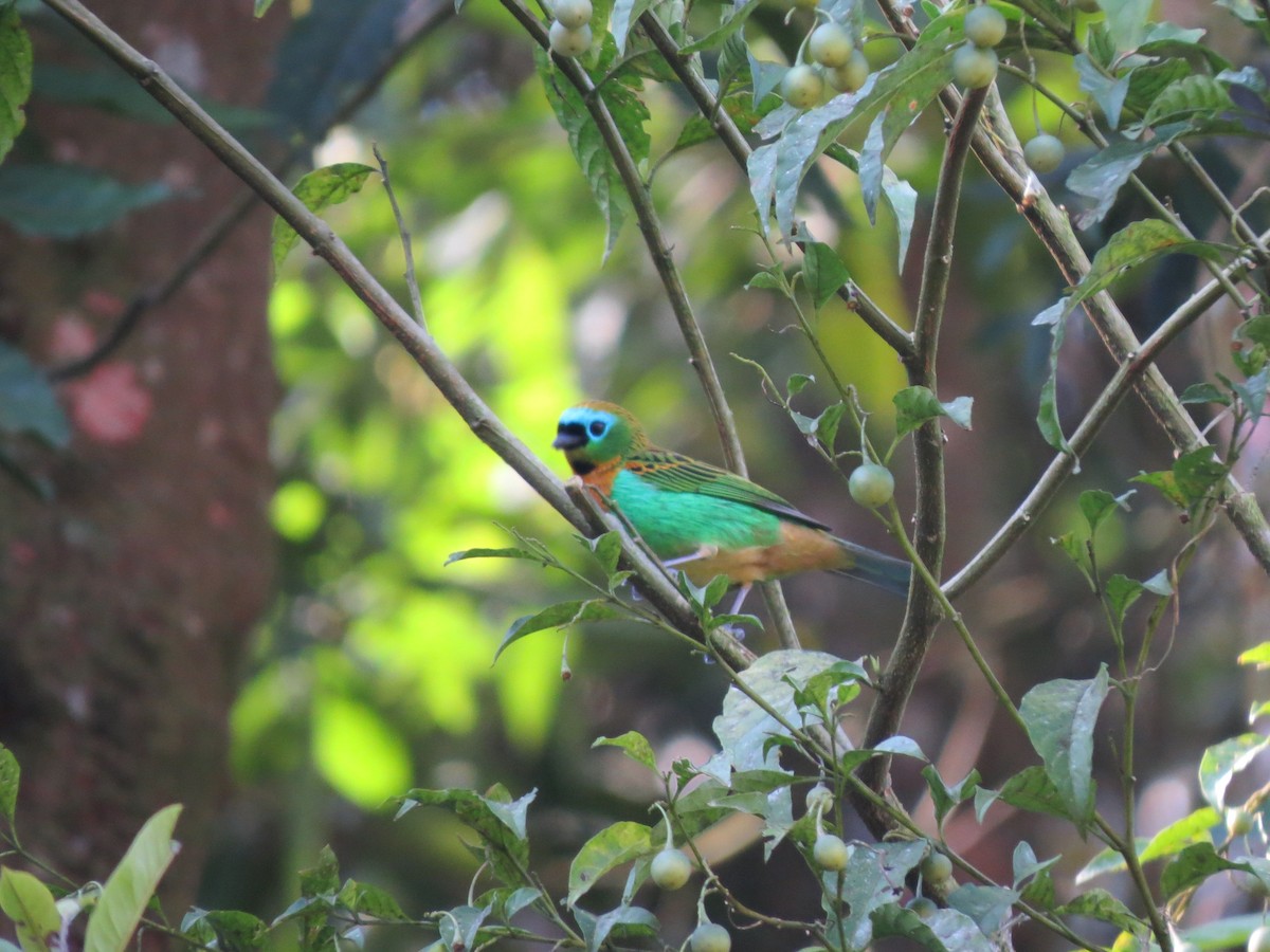 Brassy-breasted Tanager - Kelly Caroline Soares Pereira