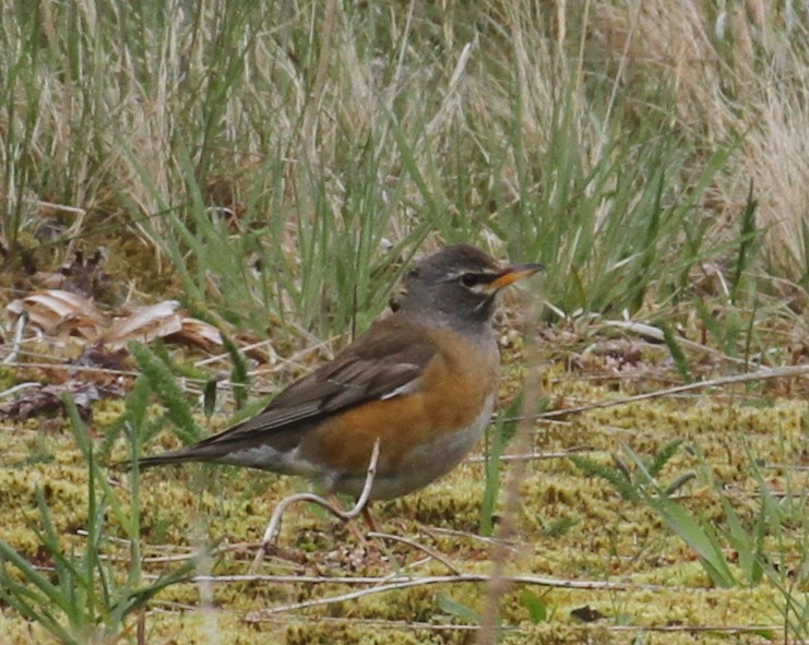 Eyebrowed Thrush - Franklin Haas