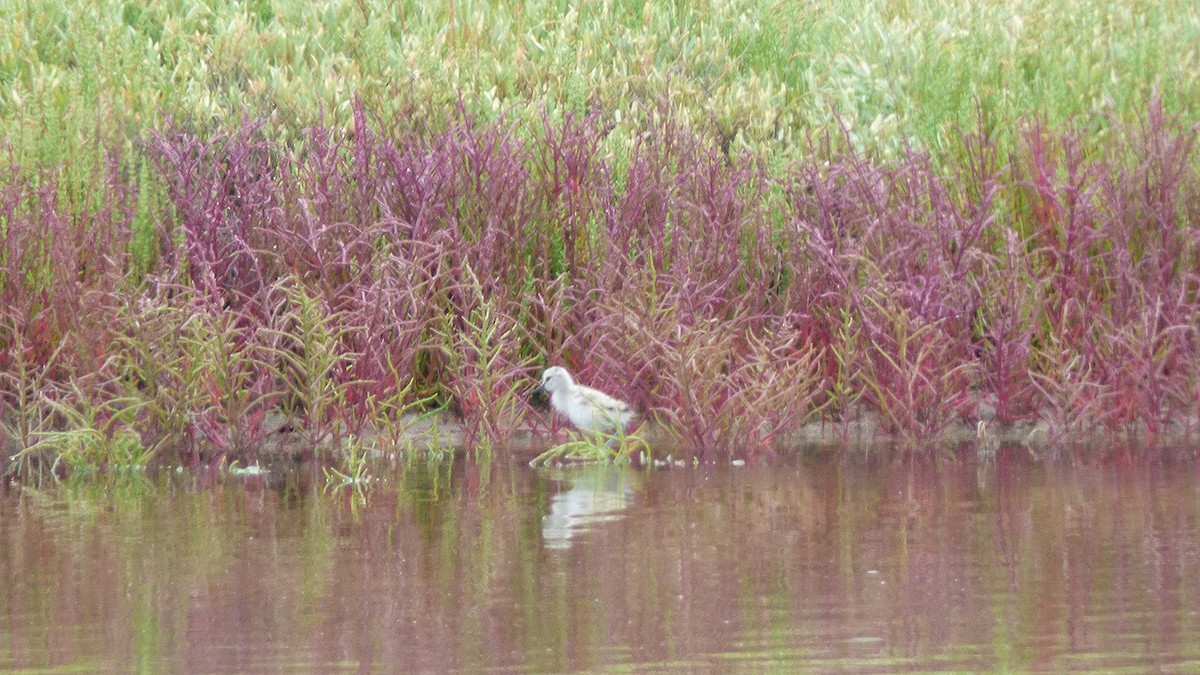 Pied Avocet - Julian Muraveev