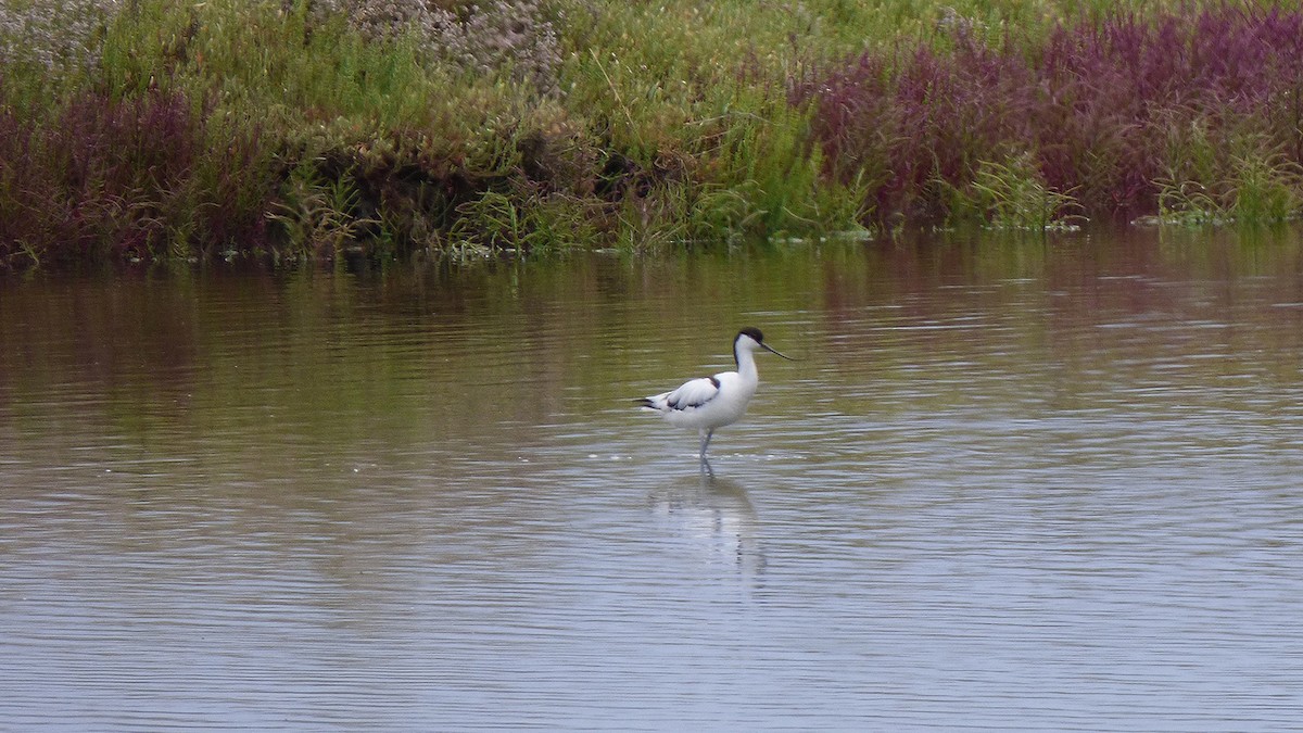 Pied Avocet - ML168153321