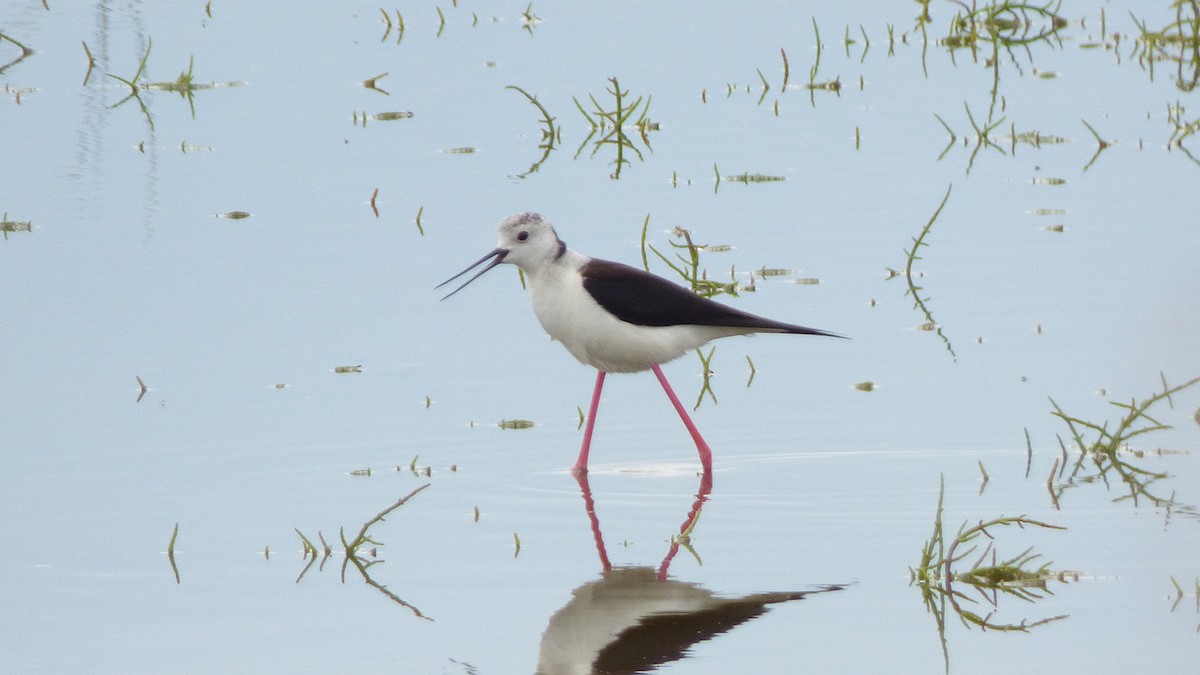 Black-winged Stilt - Julian Muraveev