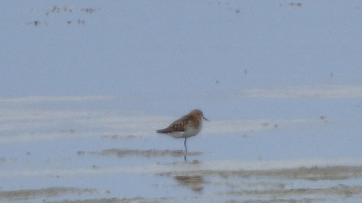 Little Stint - ML168153621