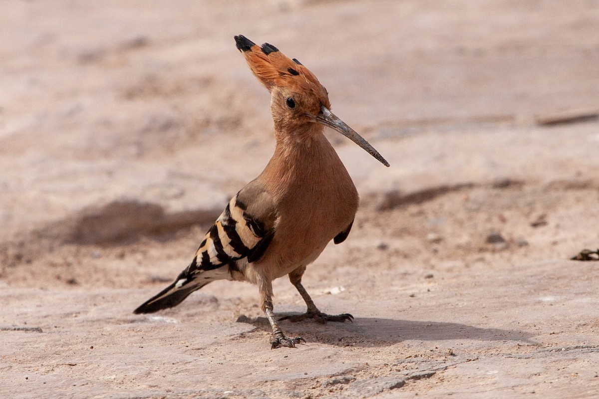 Eurasian Hoopoe - ML168153871