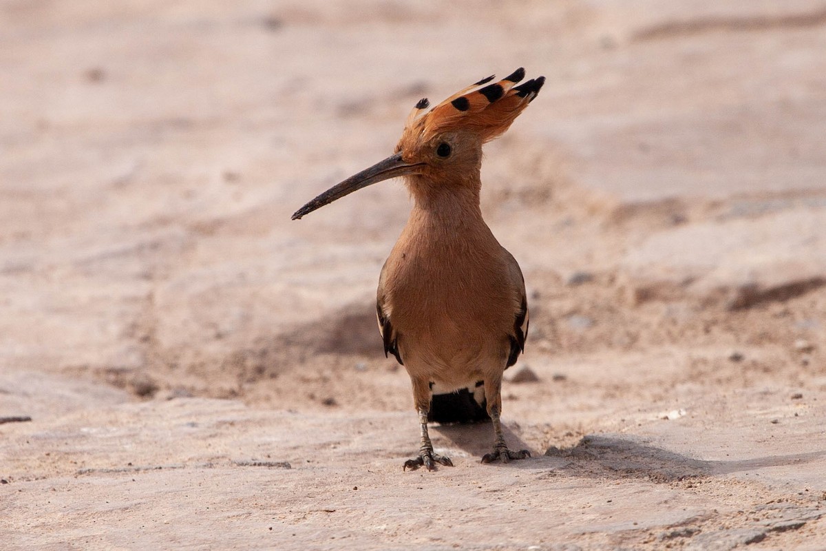 Eurasian Hoopoe - ML168153891