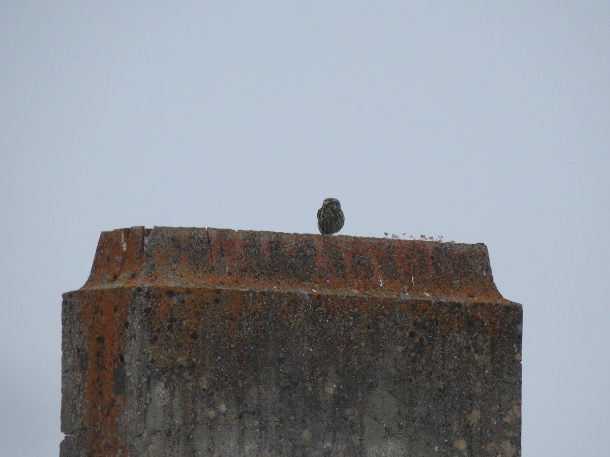 Little Owl - Rui Machado