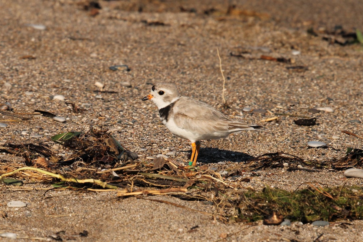 Piping Plover - ML168157351