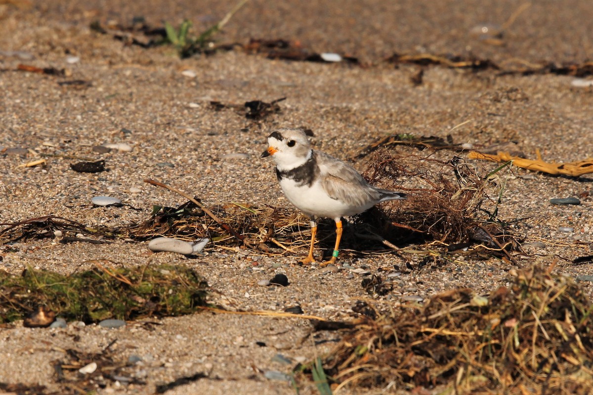 Piping Plover - ML168157361