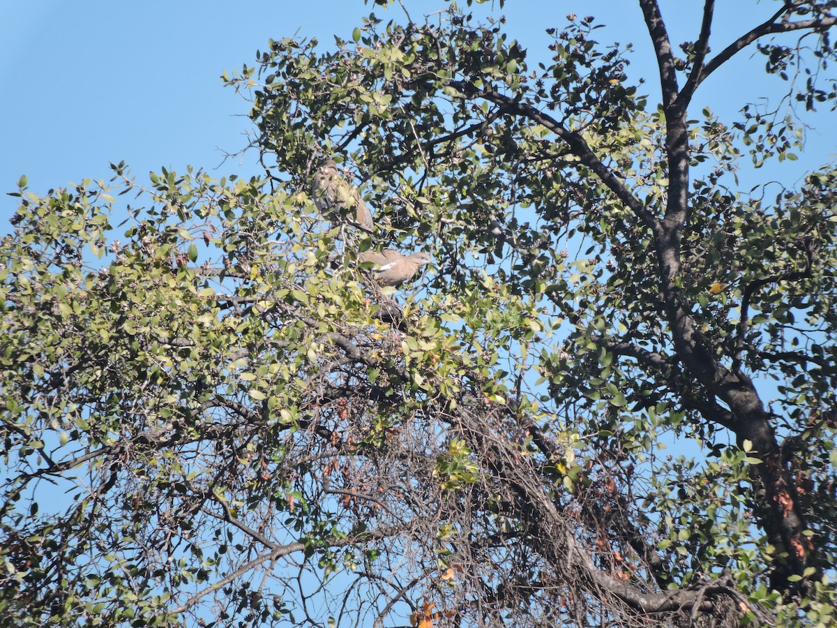 West Peruvian Dove - ML168157381