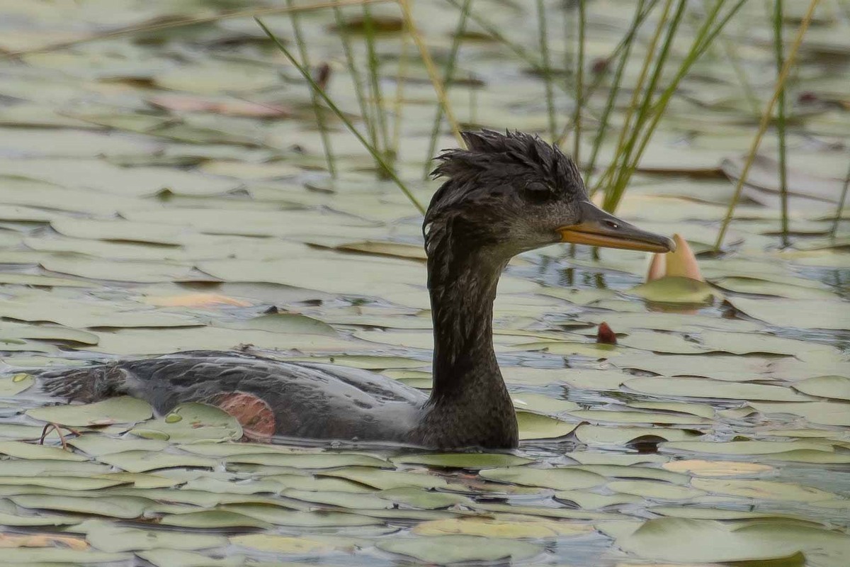 Hooded Merganser - Gerry Gerich