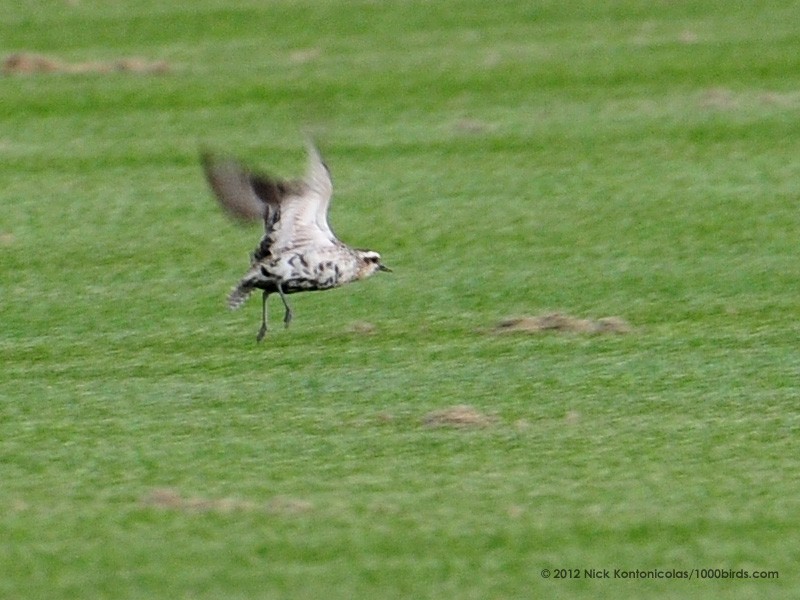 American Golden-Plover - ML168157771