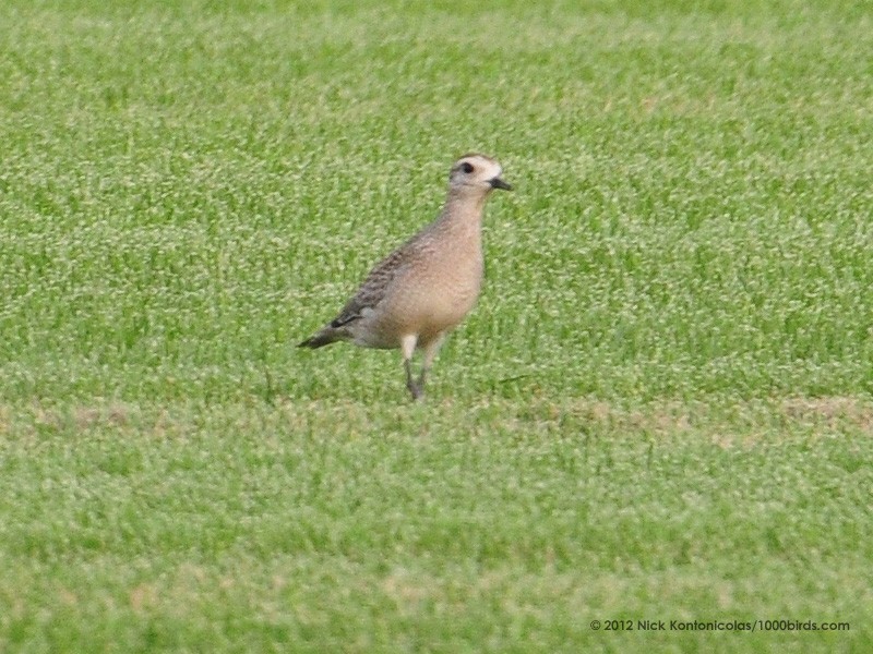 American Golden-Plover - Nick  Kontonicolas