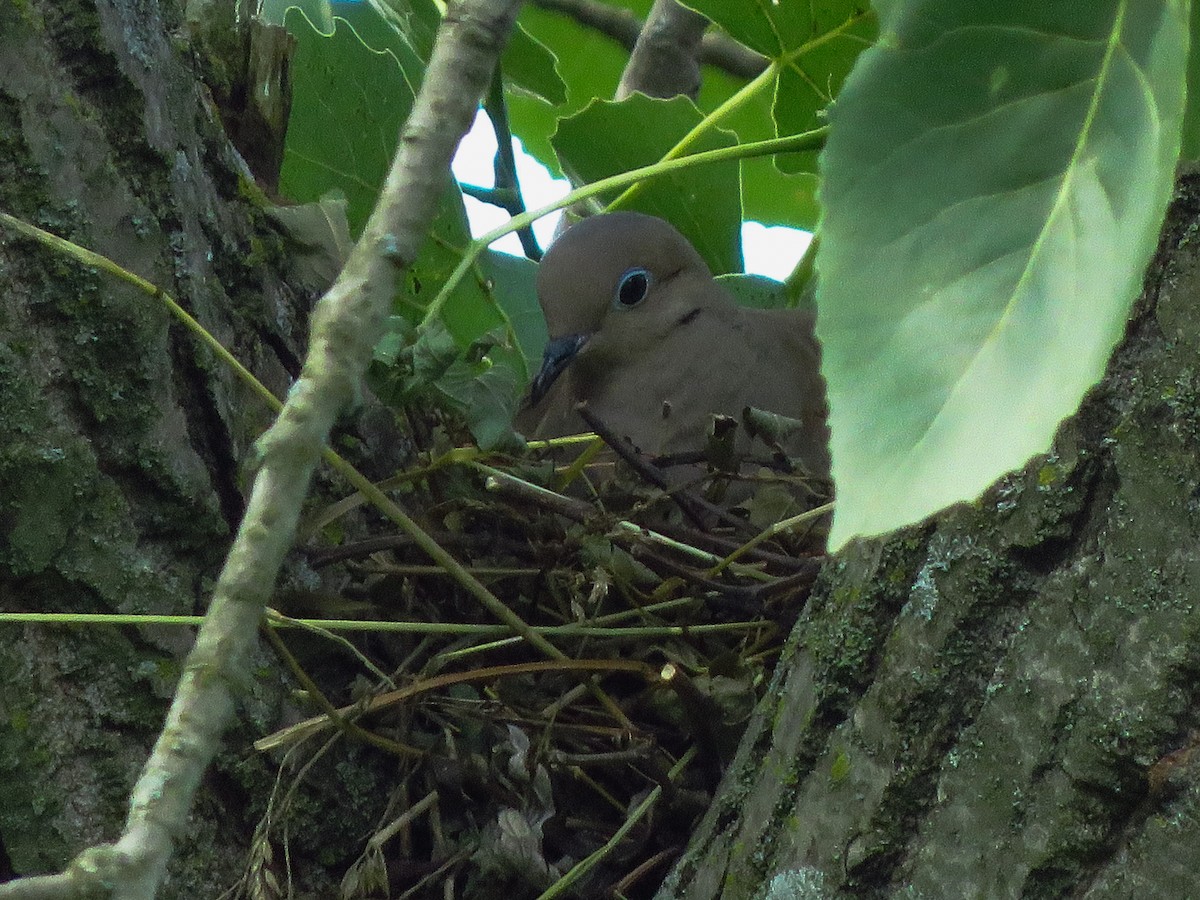 Mourning Dove - ML168158001