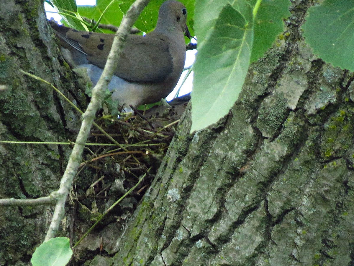 Mourning Dove - ML168158011