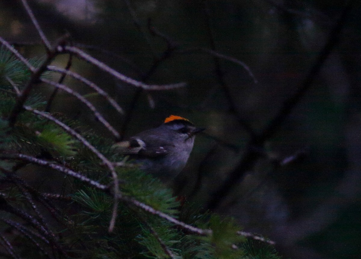 Golden-crowned Kinglet - Matthew Bowman