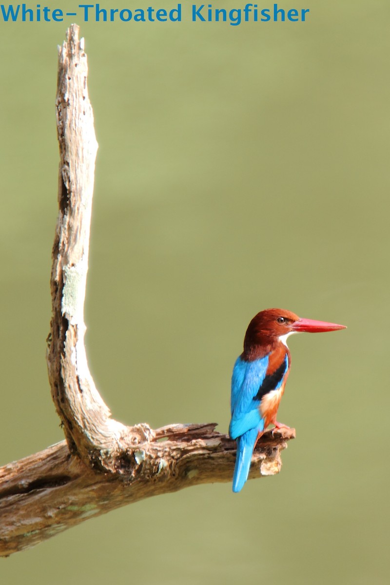 White-throated Kingfisher - Butch Carter