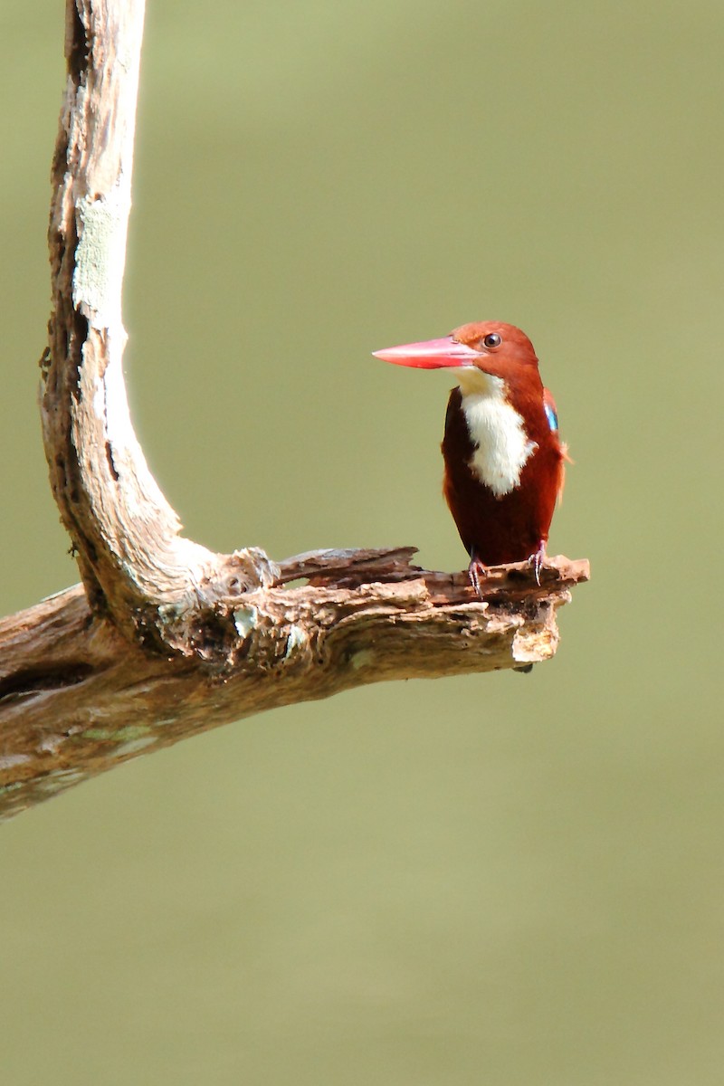 White-throated Kingfisher - Butch Carter
