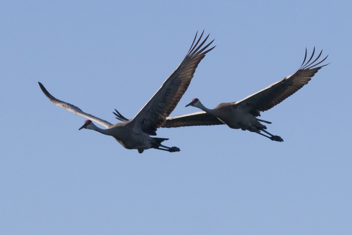 Sandhill Crane - ML168159721