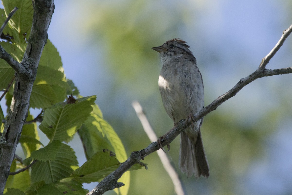 Swamp Sparrow - ML168159981