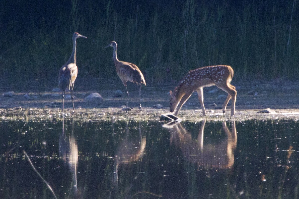 Sandhill Crane - ML168160061