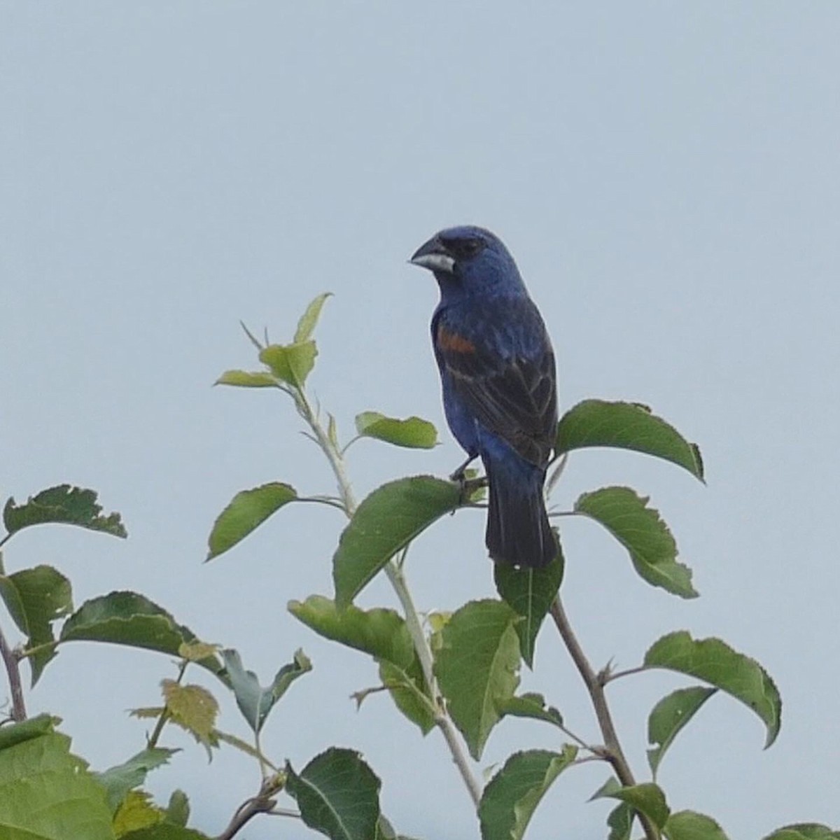 Blue Grosbeak - ML168160251