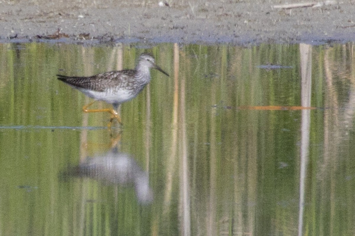 Greater Yellowlegs - ML168160601