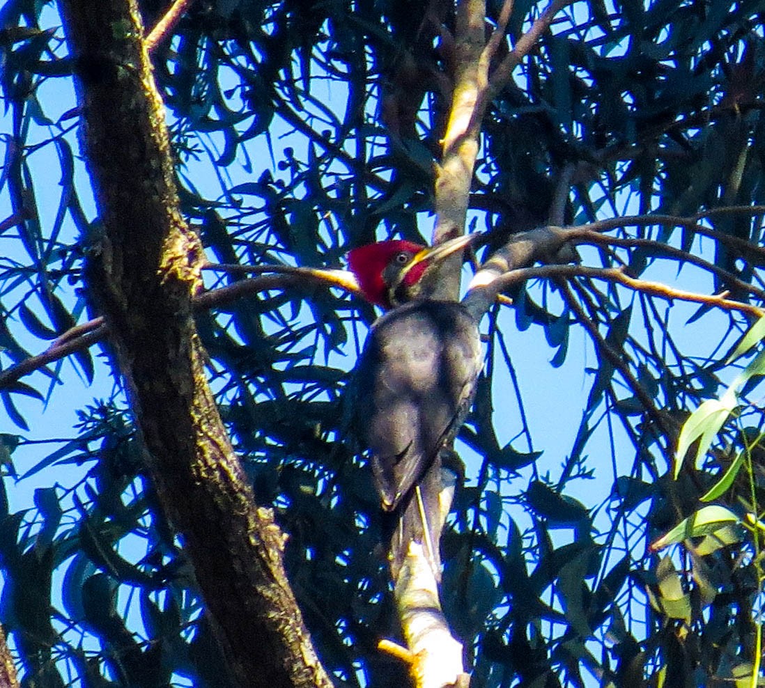 Lineated Woodpecker - Lys Souza