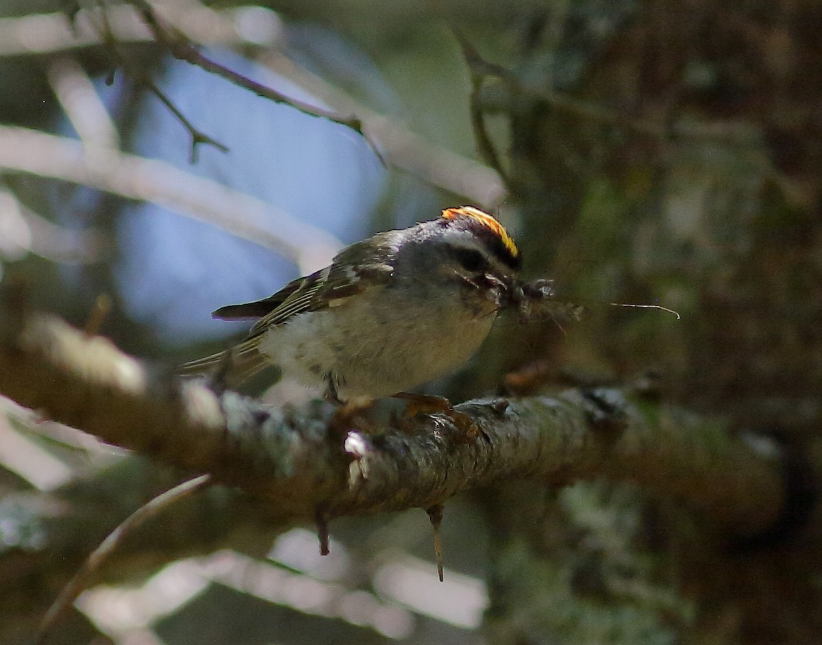 Roitelet à couronne dorée - ML168160771