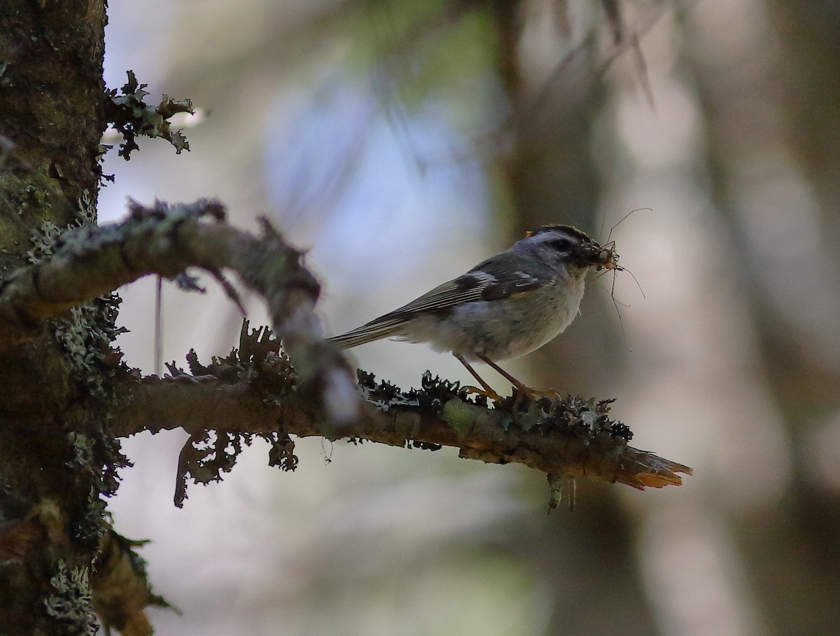 Golden-crowned Kinglet - Matthew Bowman