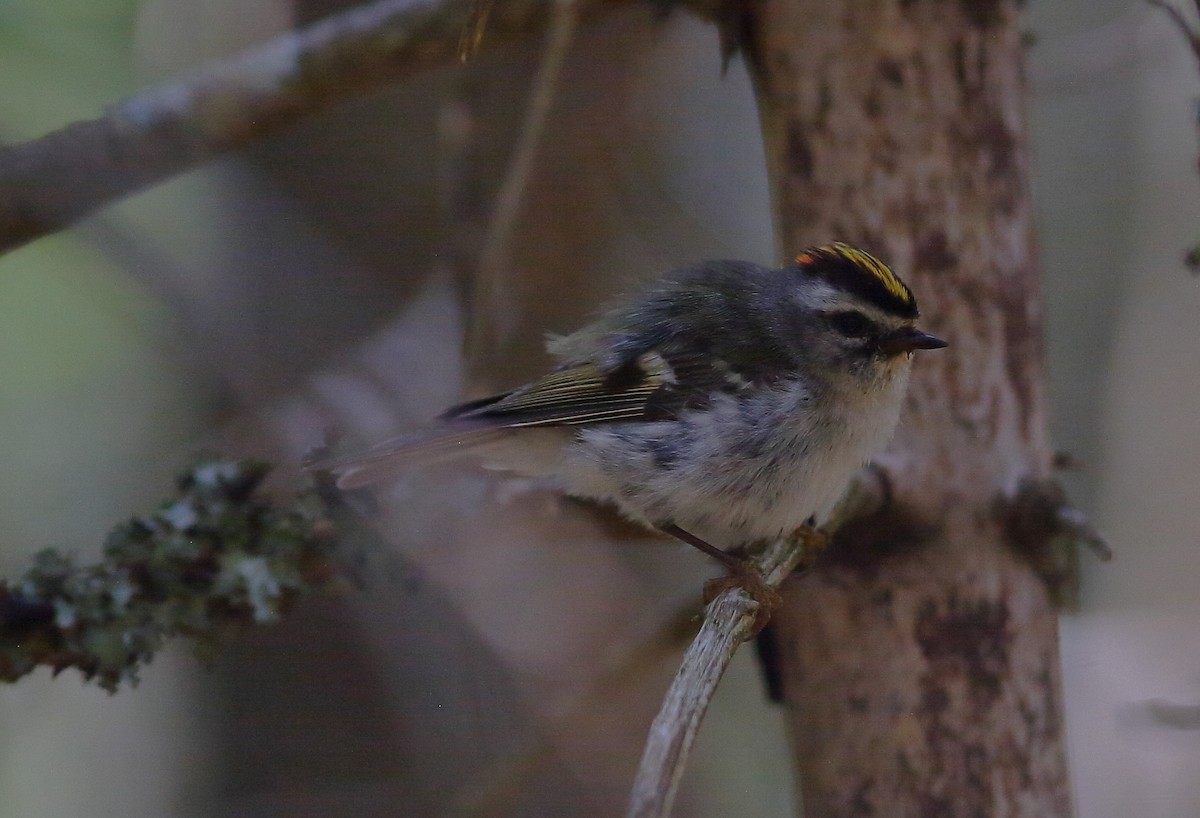 Golden-crowned Kinglet - Matthew Bowman