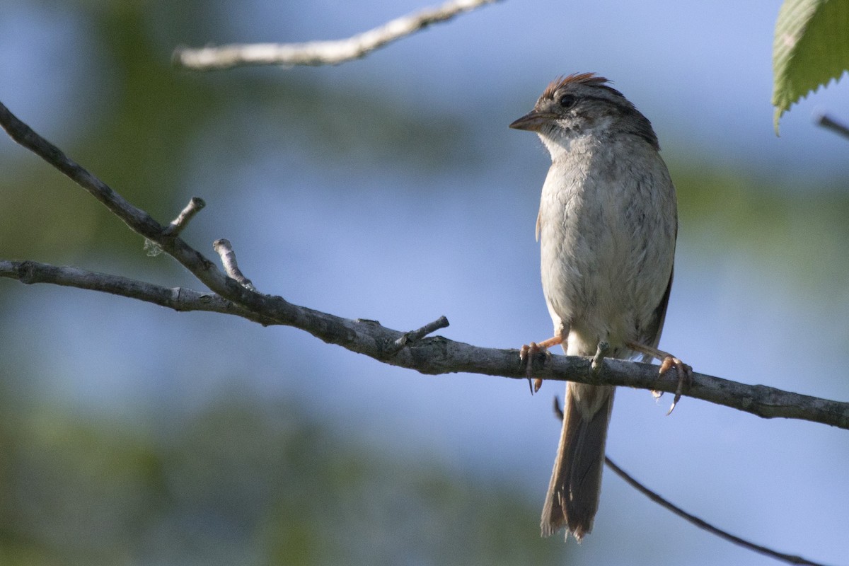 Swamp Sparrow - Michael Bowen