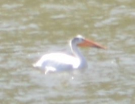 American White Pelican - ML168160981