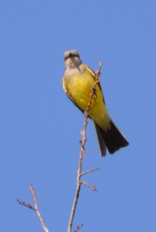 Western Kingbird - ML168161061