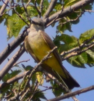 Western Kingbird - Kay Trebesch