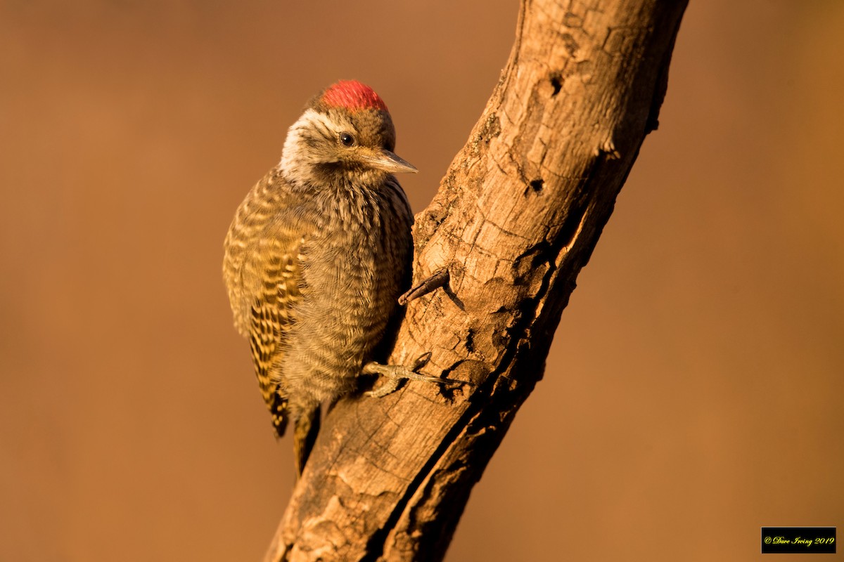 Cardinal Woodpecker - ML168163971
