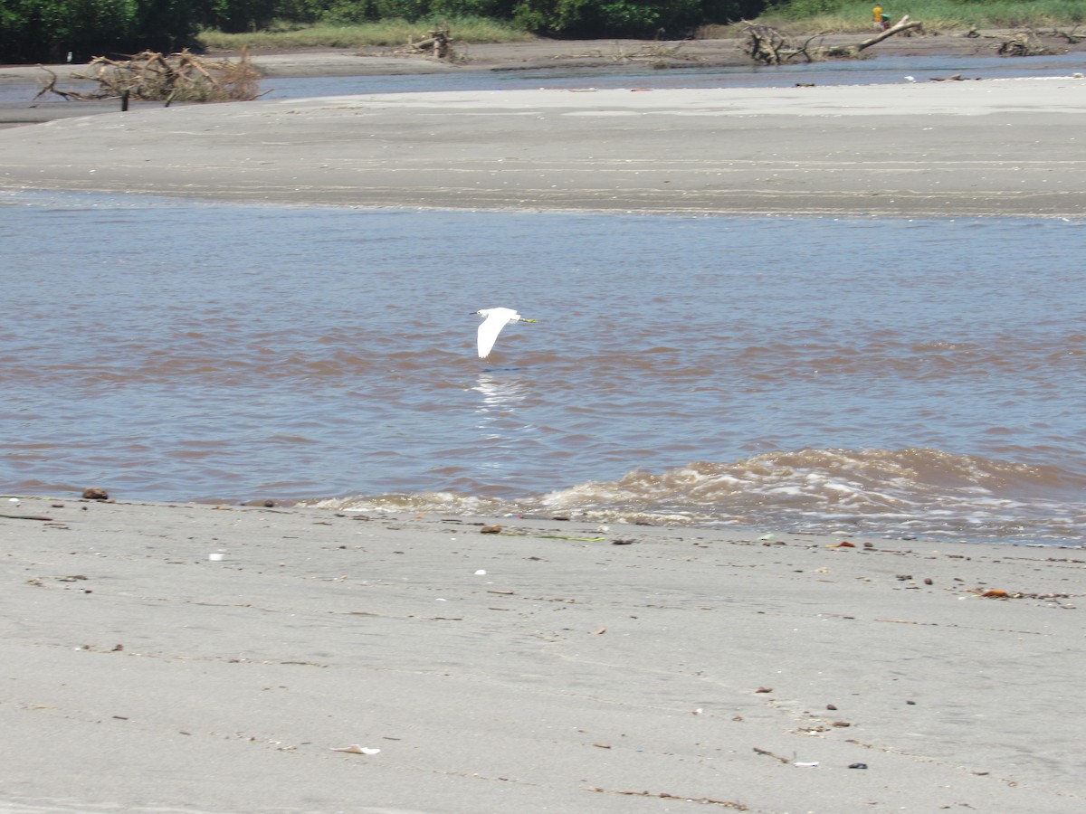 Snowy Egret - ML168164581