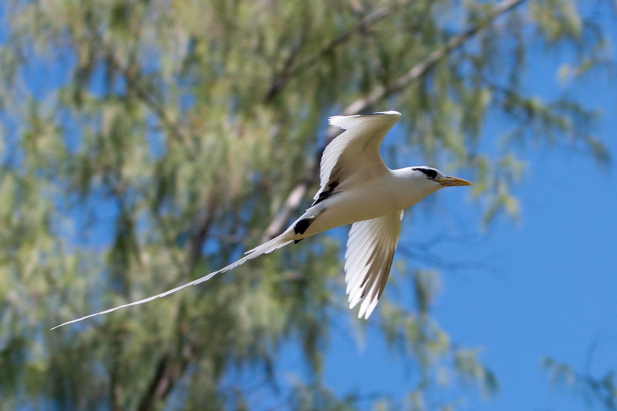 White-tailed Tropicbird - ML168166491