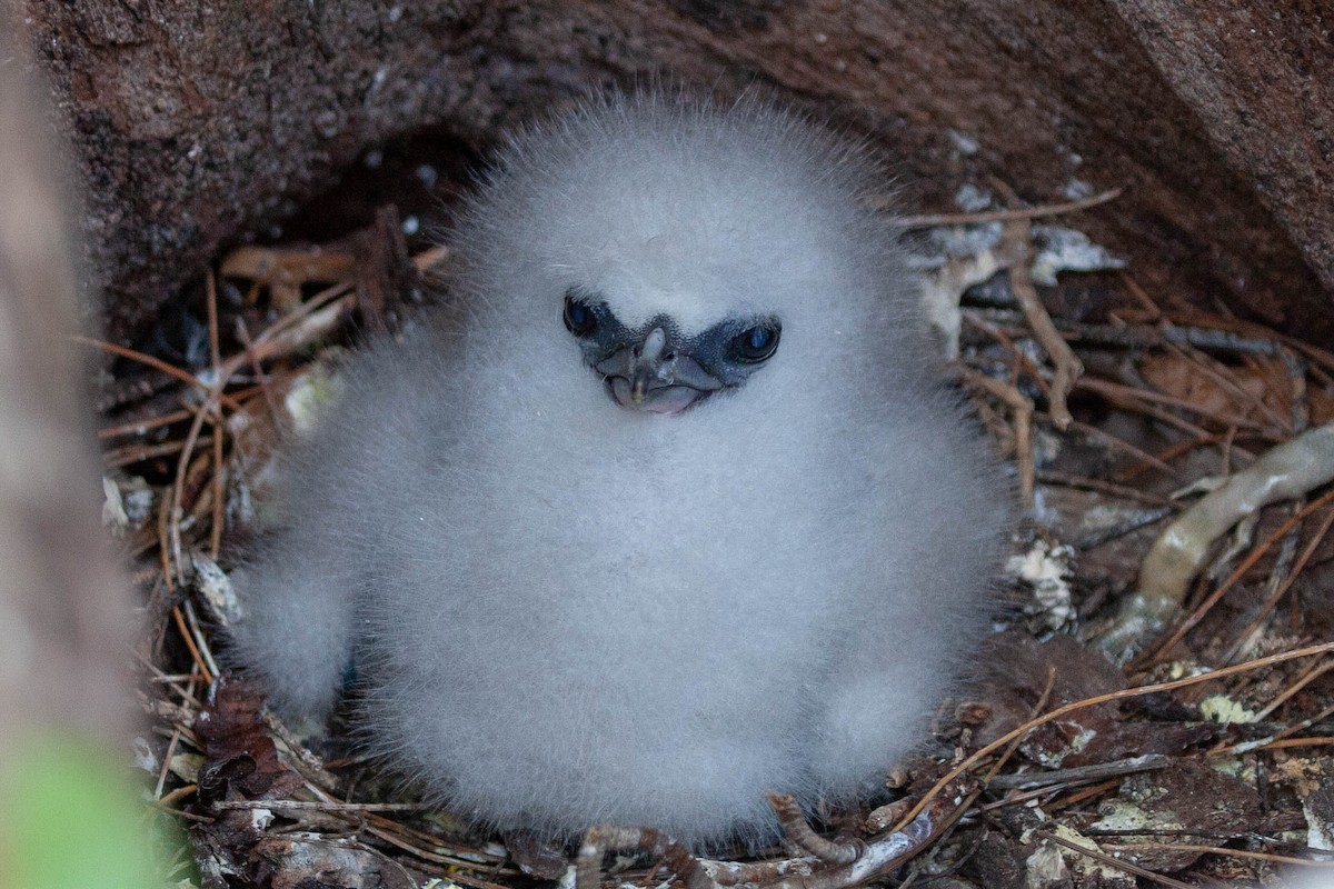 White-tailed Tropicbird - ML168166621