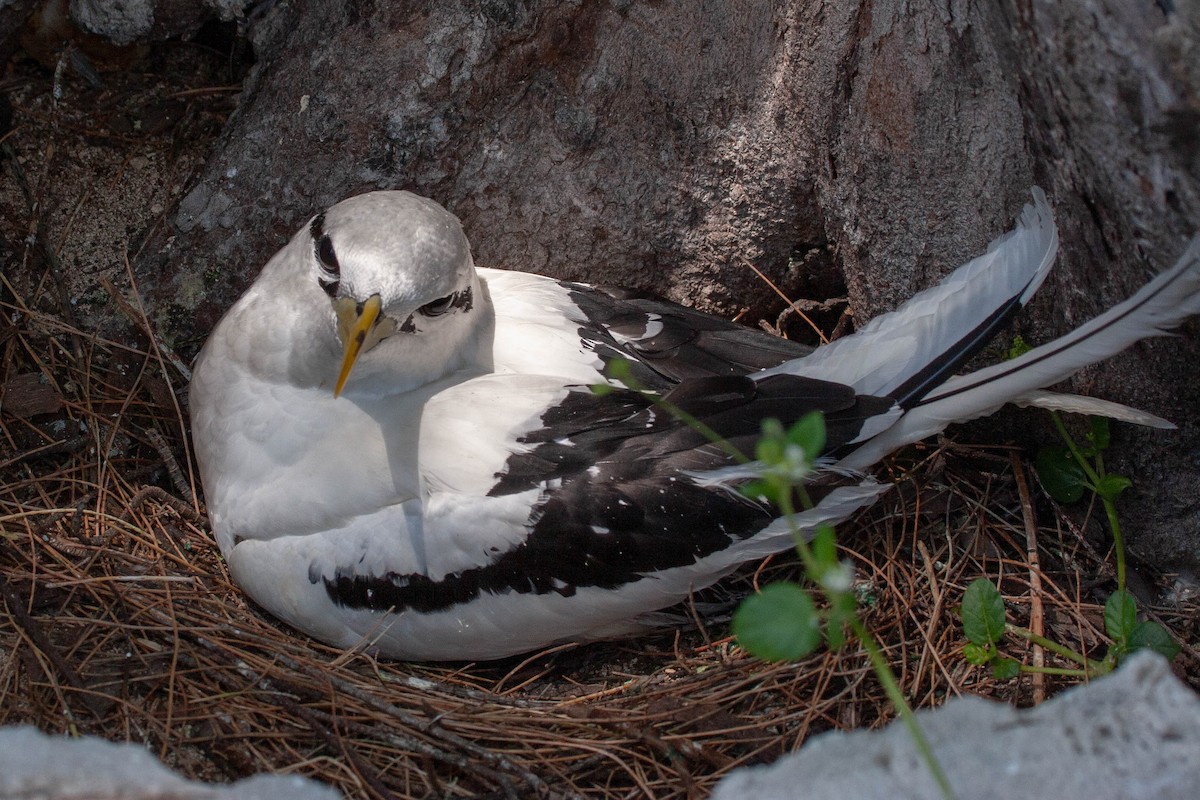 White-tailed Tropicbird - ML168166671