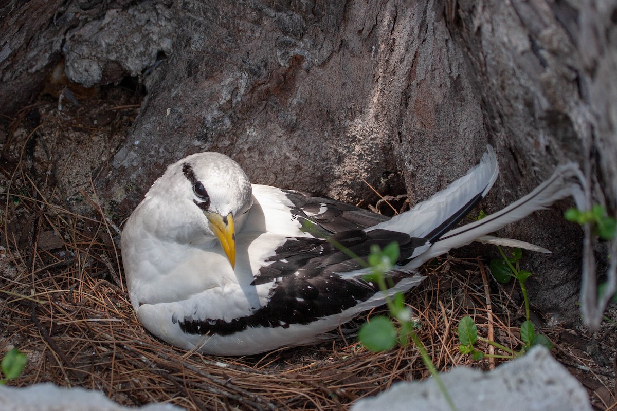 White-tailed Tropicbird - ML168166711