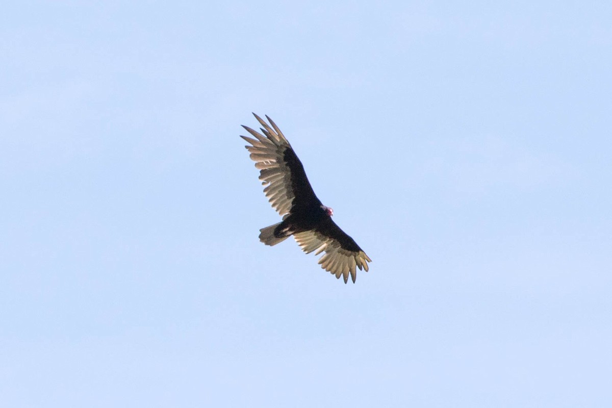 Turkey Vulture - ML168166921